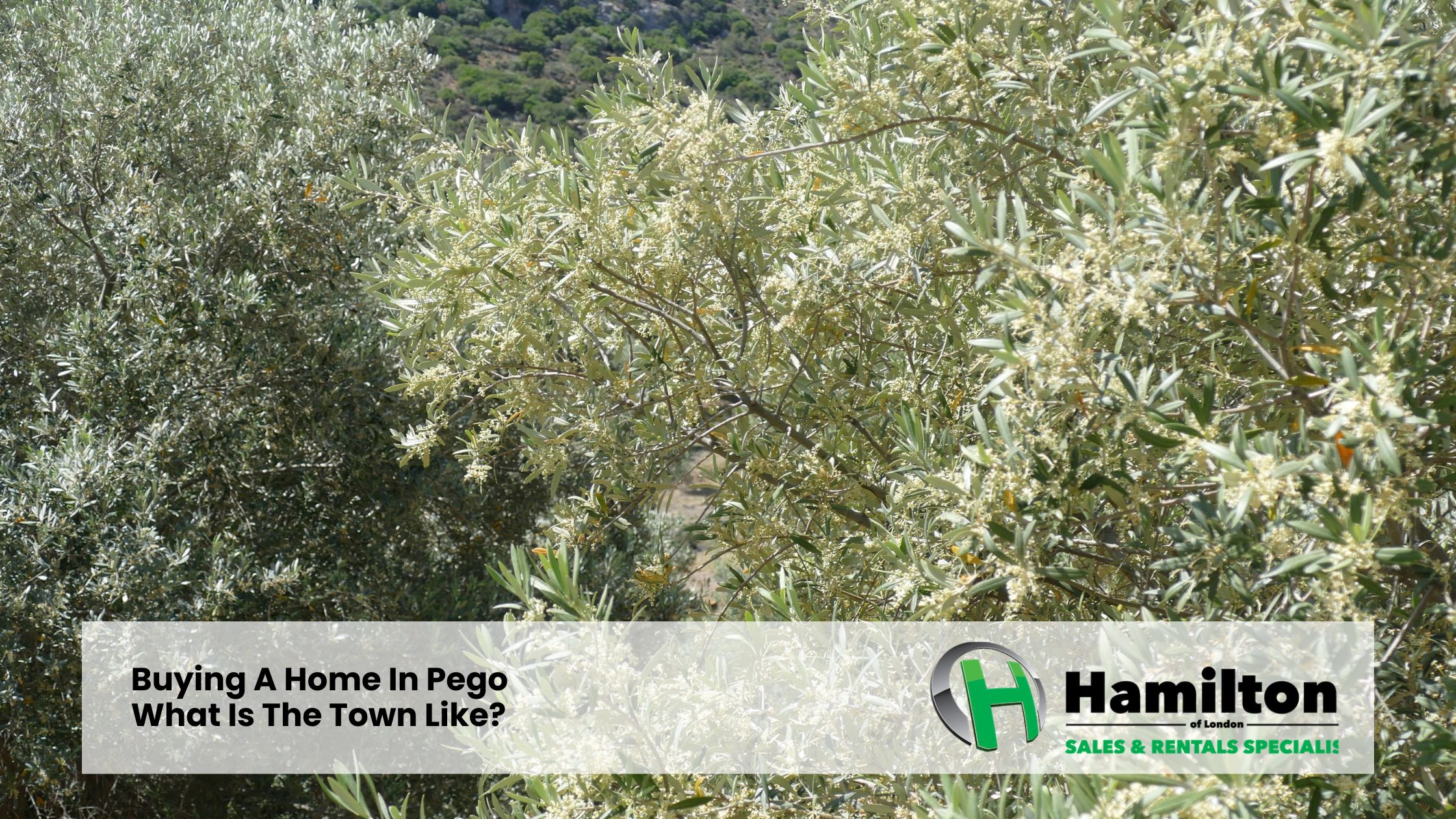 Buying A Home In Pego | What Is The Town Like?